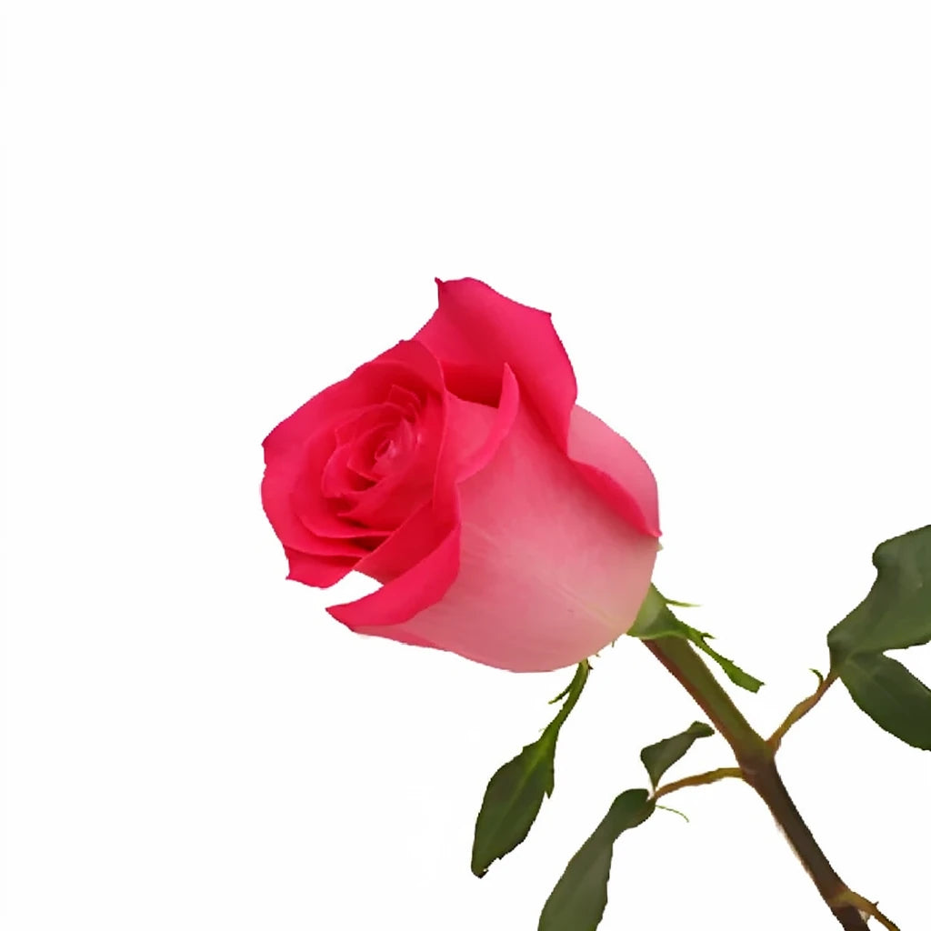 Topaz Roses Standard - main