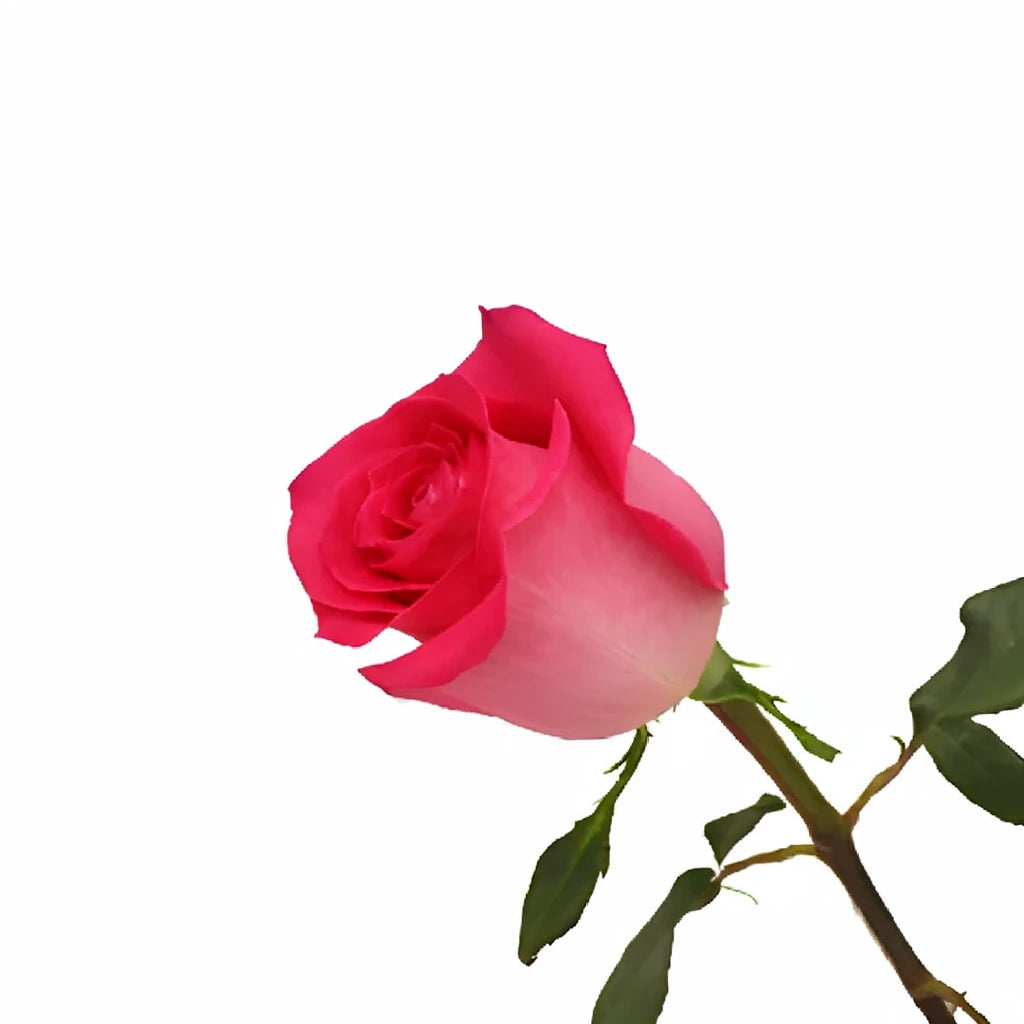 Wild Topaz Roses Standard - alternative 1