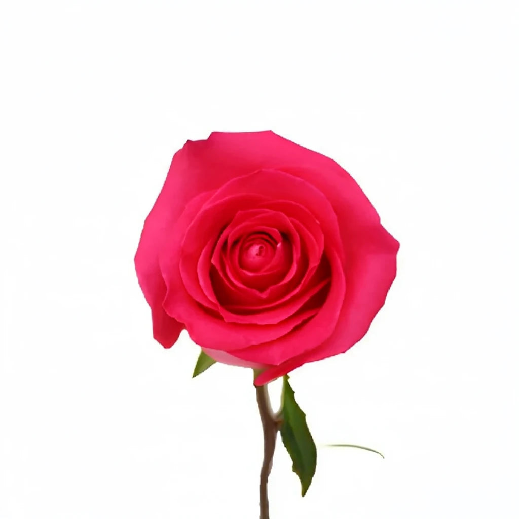 Topaz Roses Standard - alternative 3