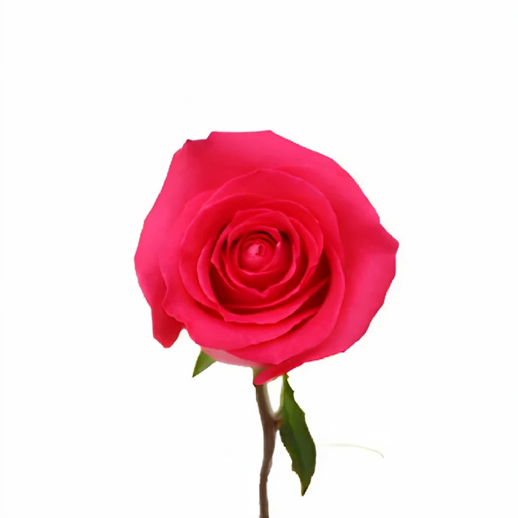 Wild Topaz Roses Standard - alternative 2