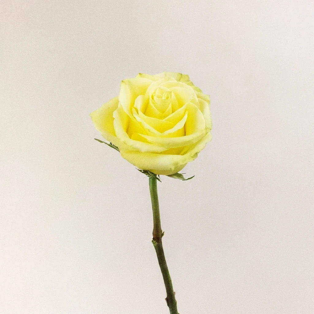 Totem Roses Standard - alternative 2