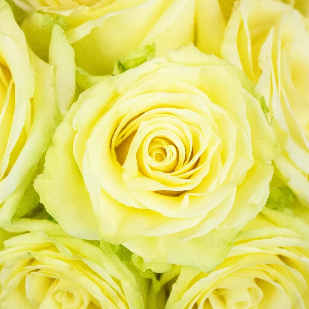 Totem Roses Standard - alternative 3
