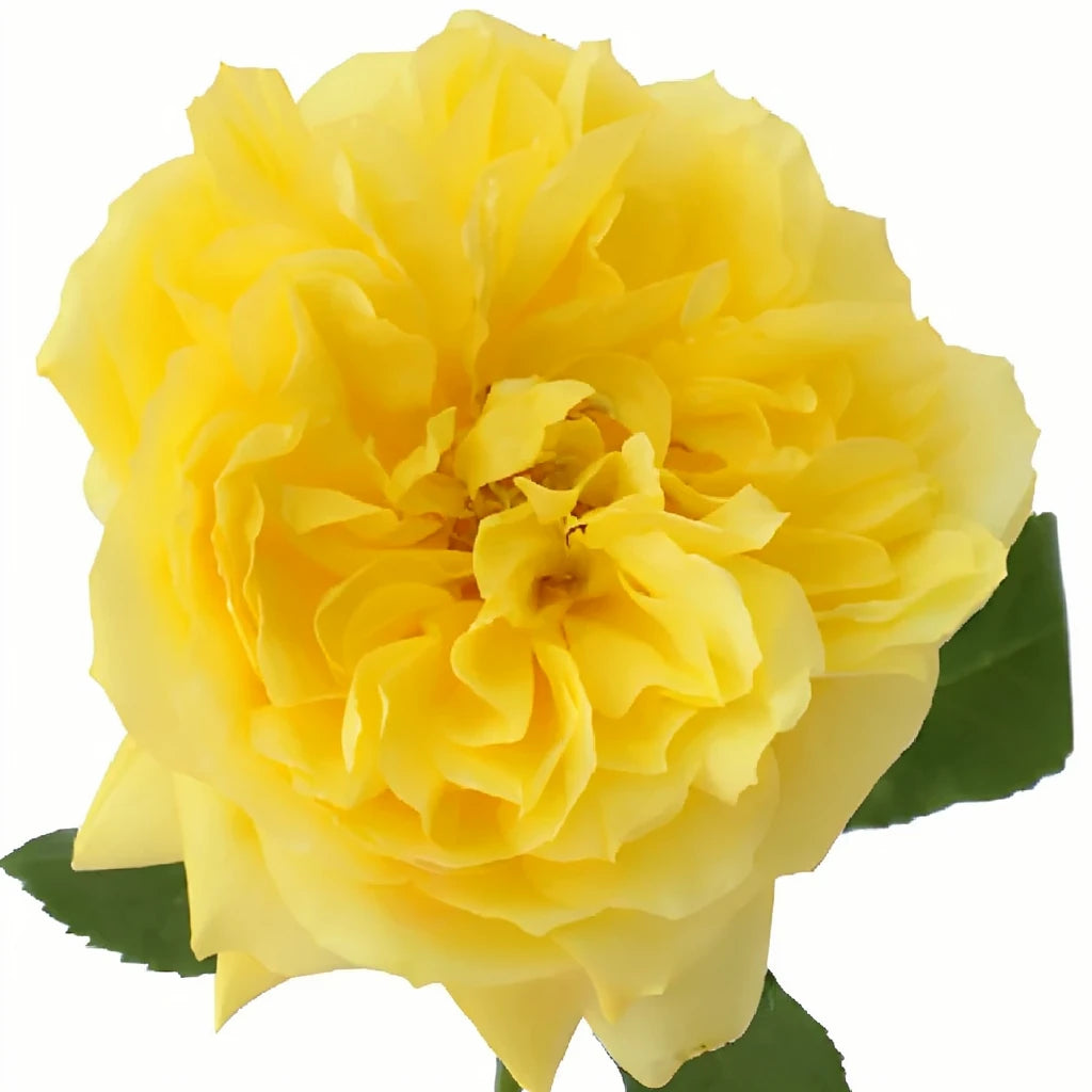 Toulousse Lautrec Roses Garden - alternative 1