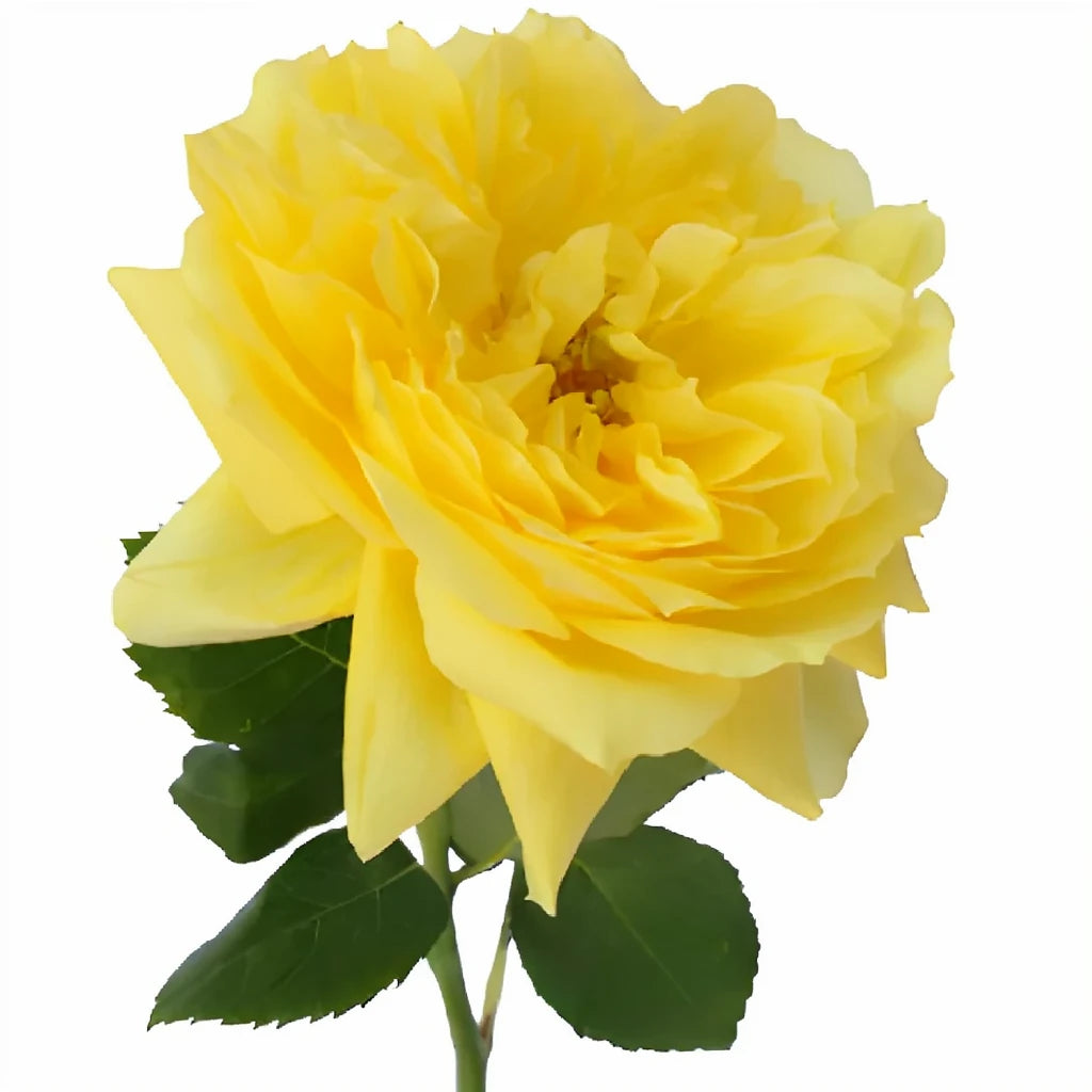 Toulousse Lautrec Roses Garden - main