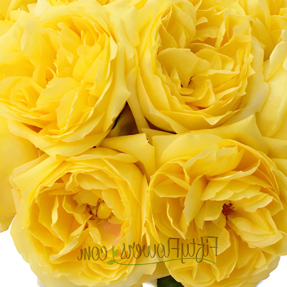 Toulousse Lautrec Roses Garden - alternative 2