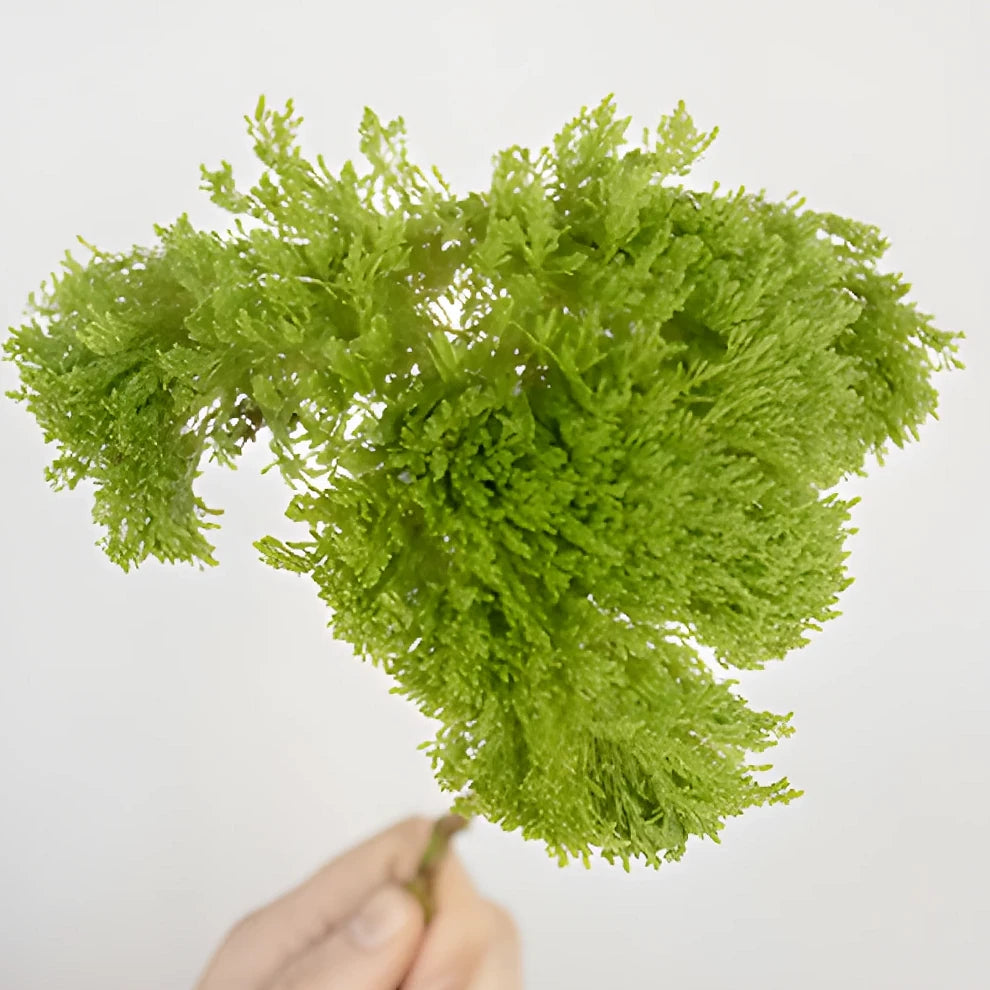 Green Trachellium - alternative 2