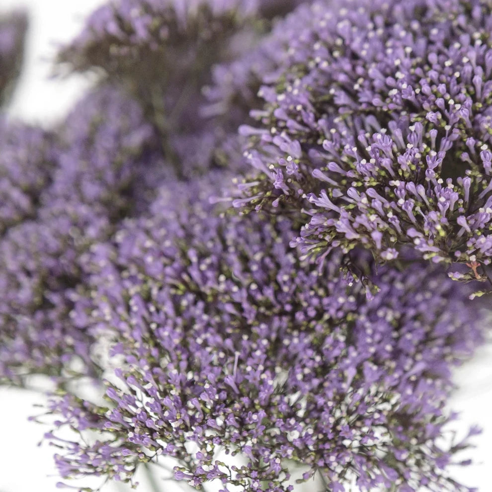 Purple Trachellium - alternative 1