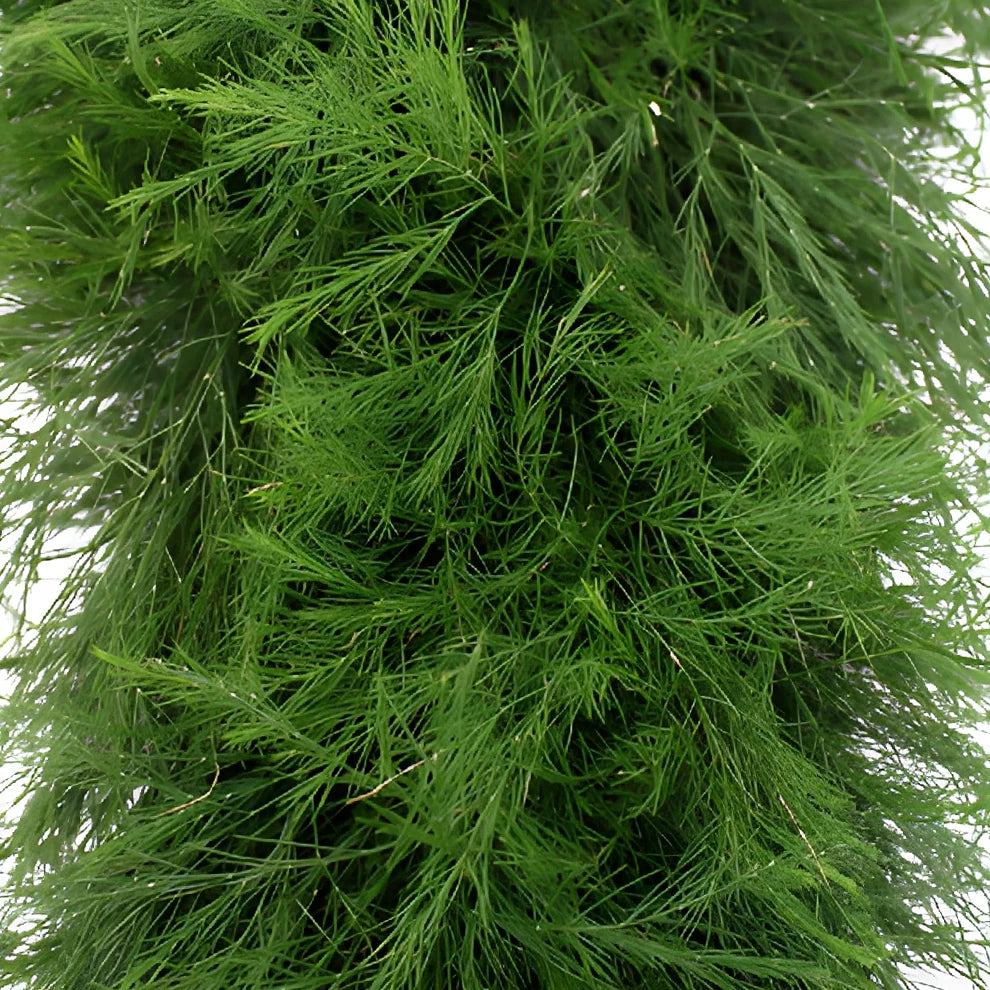 Tree Fern Garland - main