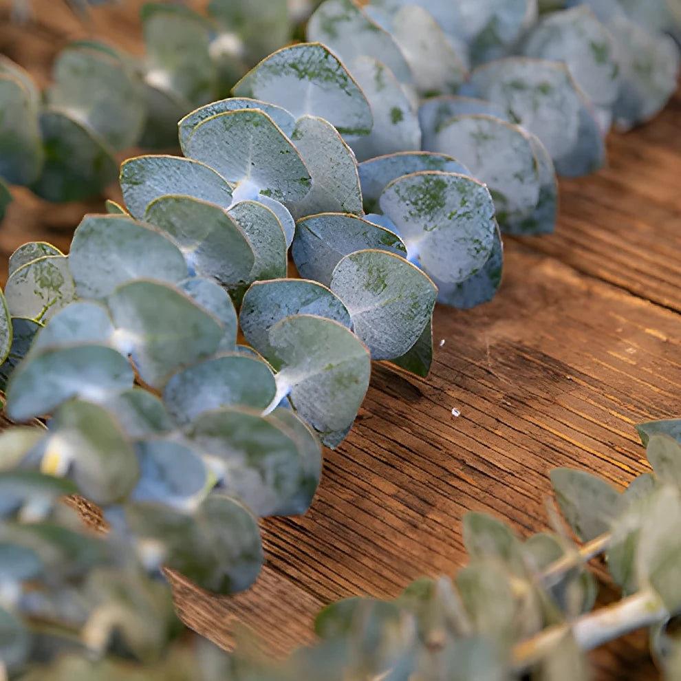 Eucalyptus True Blue Greenery - main
