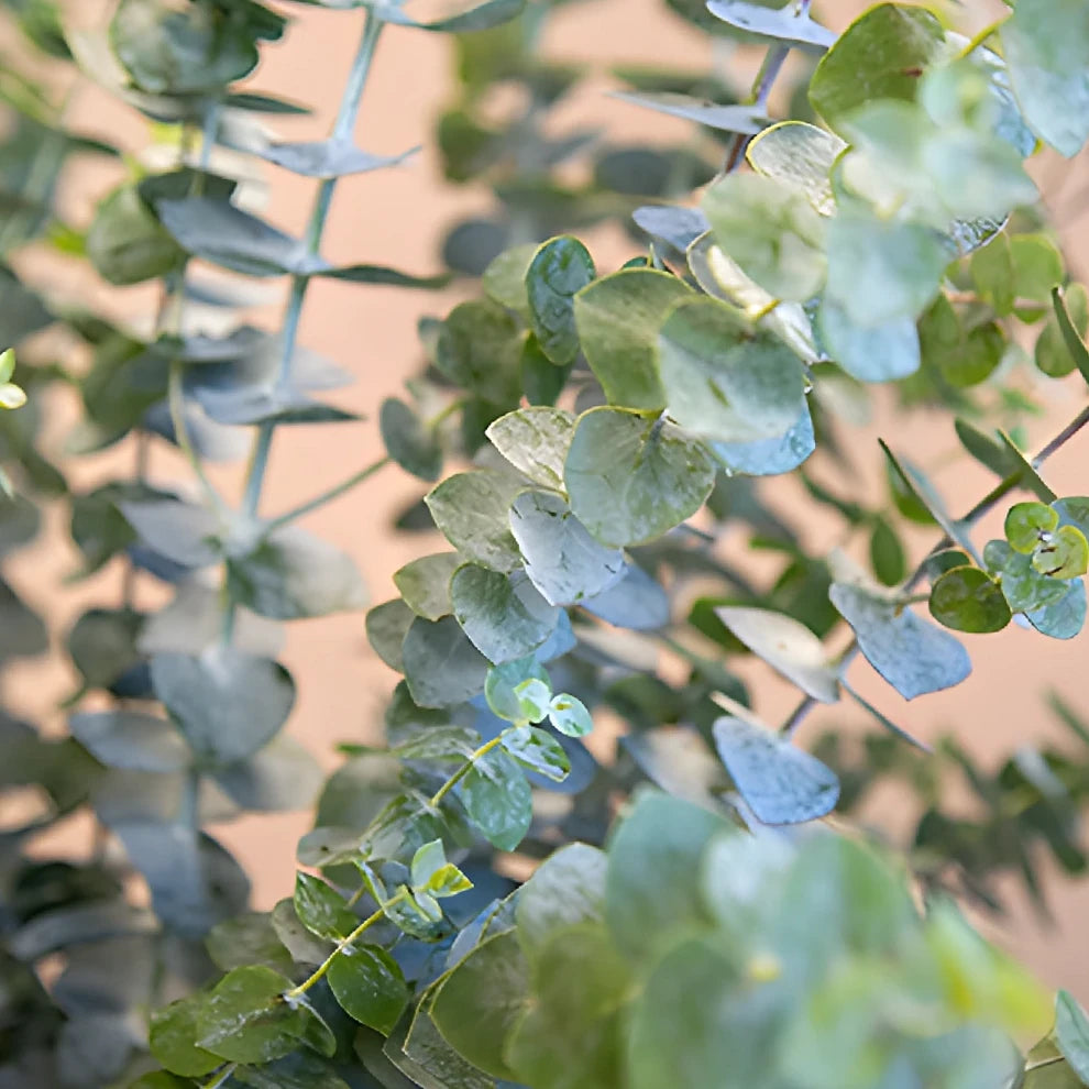 Eucalyptus True Blue Greenery - alternative 1