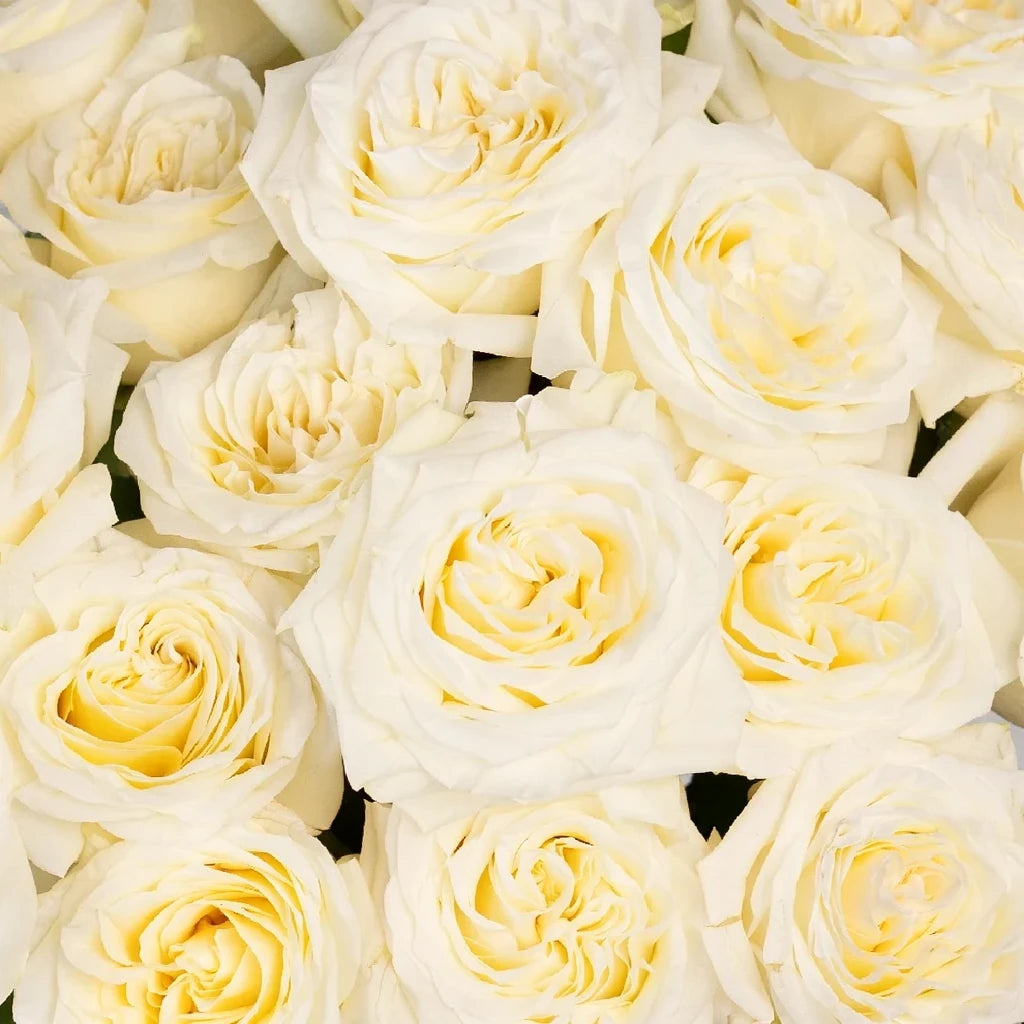 Alabaster Roses Garden - main