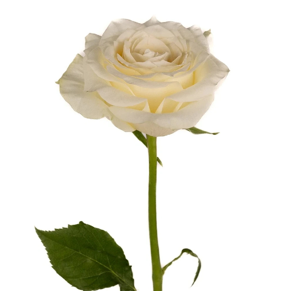 Alabaster Roses Garden - alternative 1