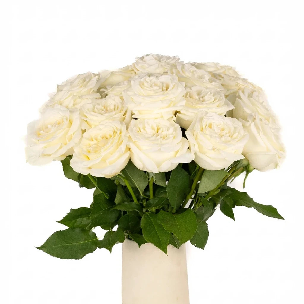 Alabaster Roses Garden - alternative 2
