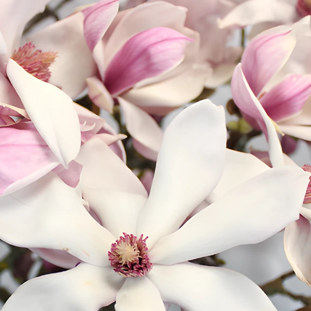 Magnolia Tulips Branches - White - main