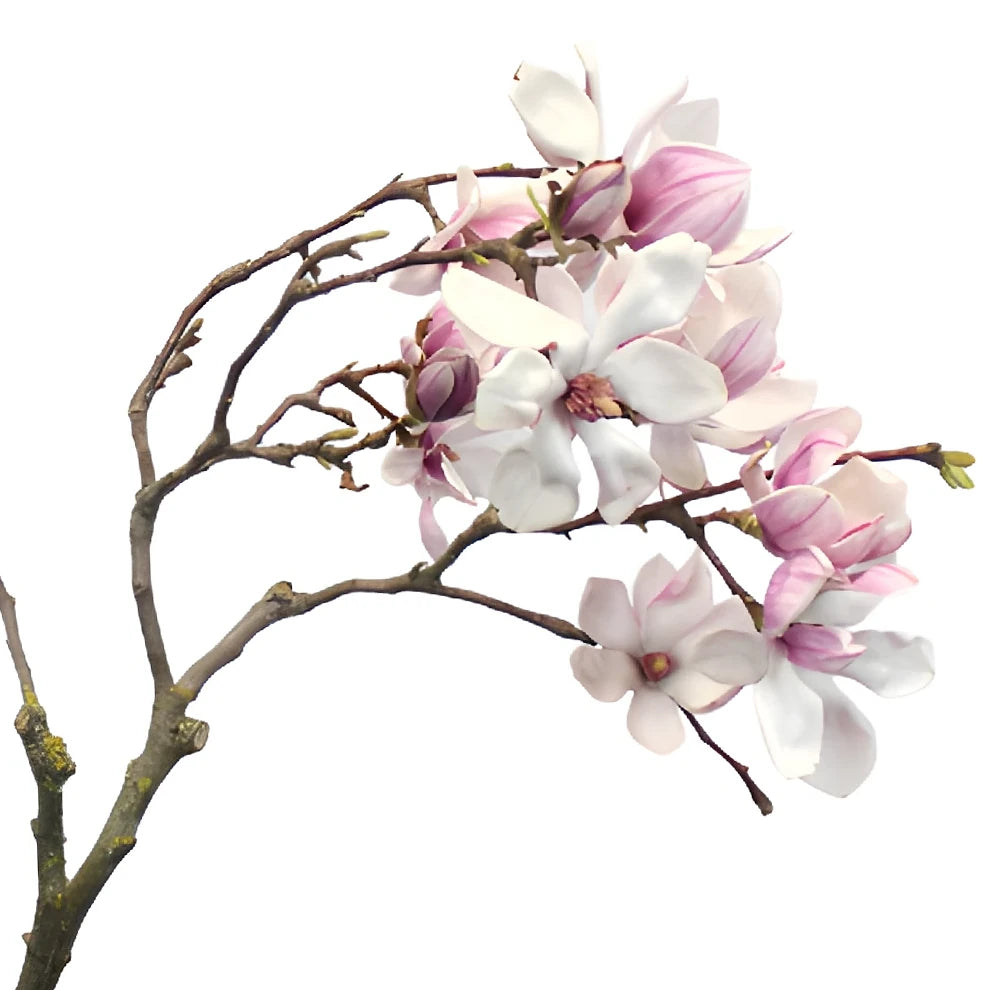 Magnolia Tulips Branches - White - alternative 1