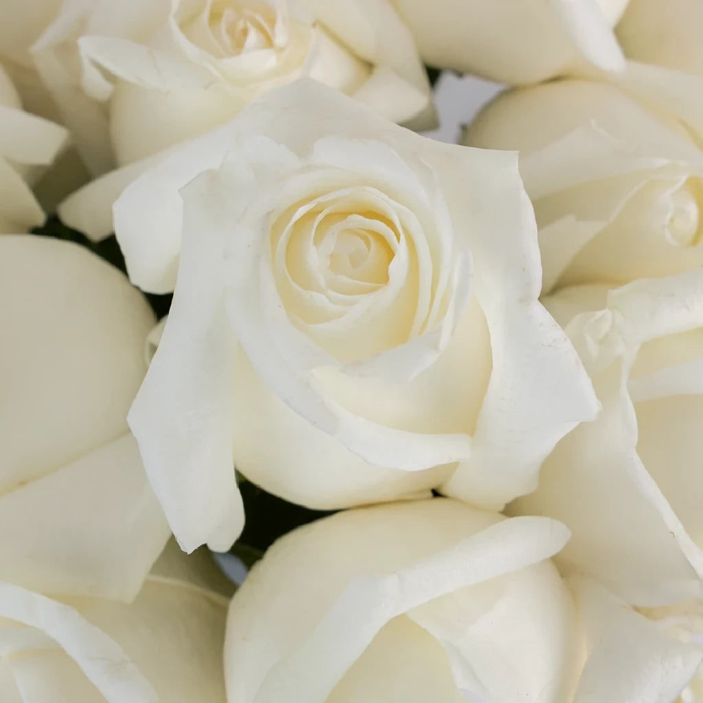 Tundra Roses Standard - alternative 1