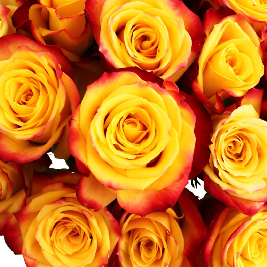 Tutti Frutti Roses Standard - alternative 3