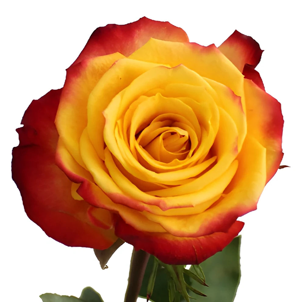 Tutti Frutti Roses Standard - alternative 2