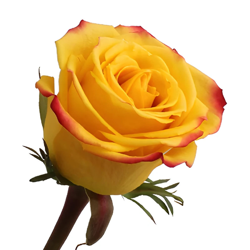 Tutti Frutti Roses Standard - main