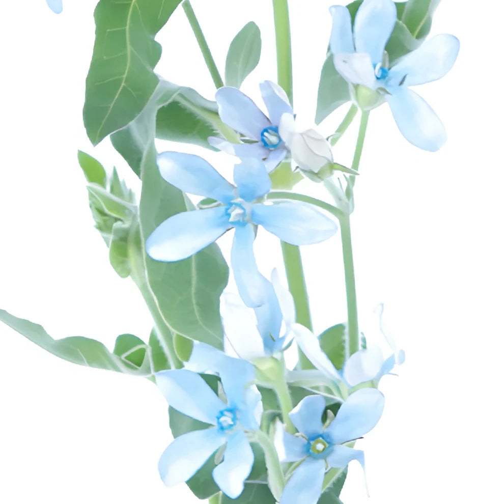 Blue Tweedia - alternative 2