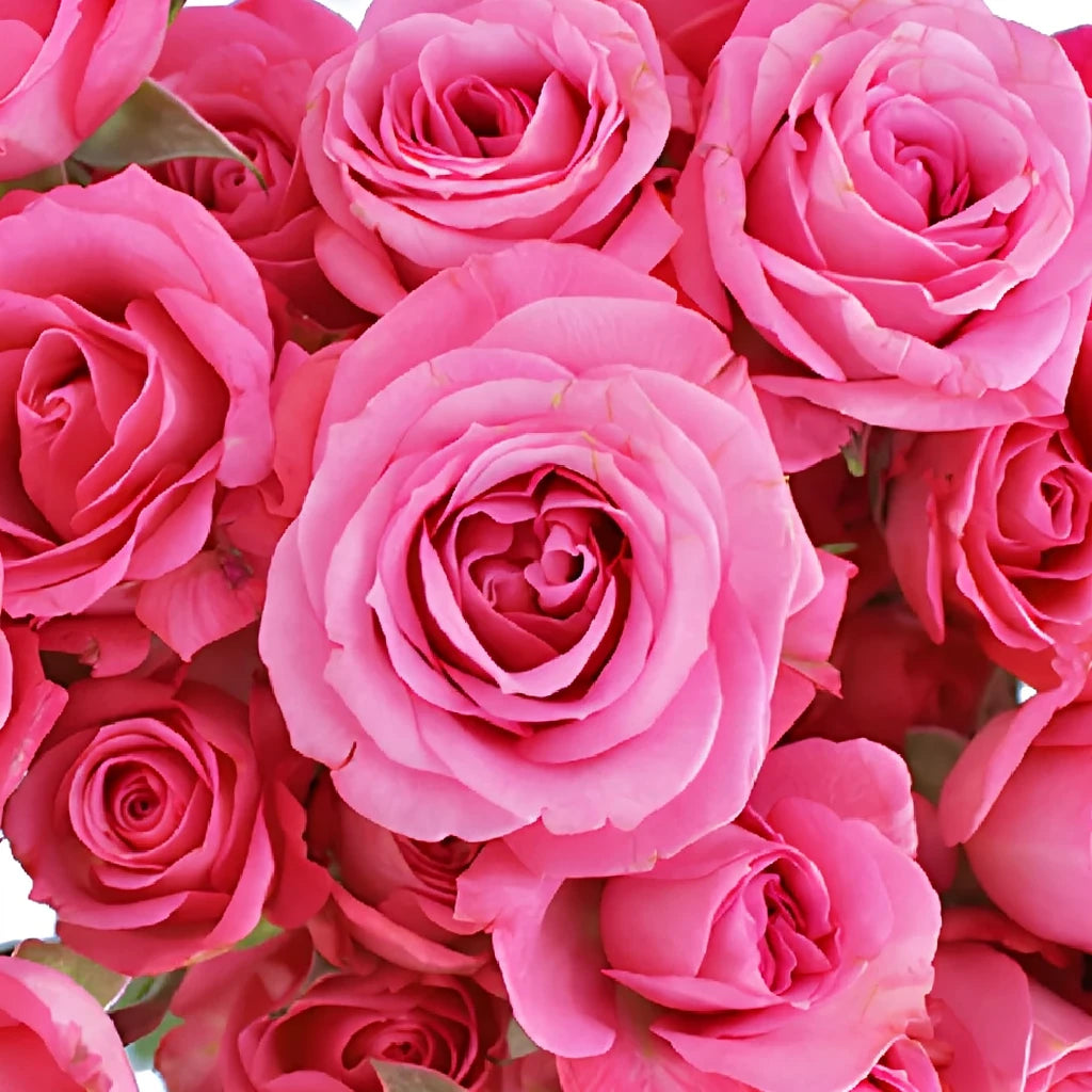 Twinkle Bride Roses Spray - alternative 1