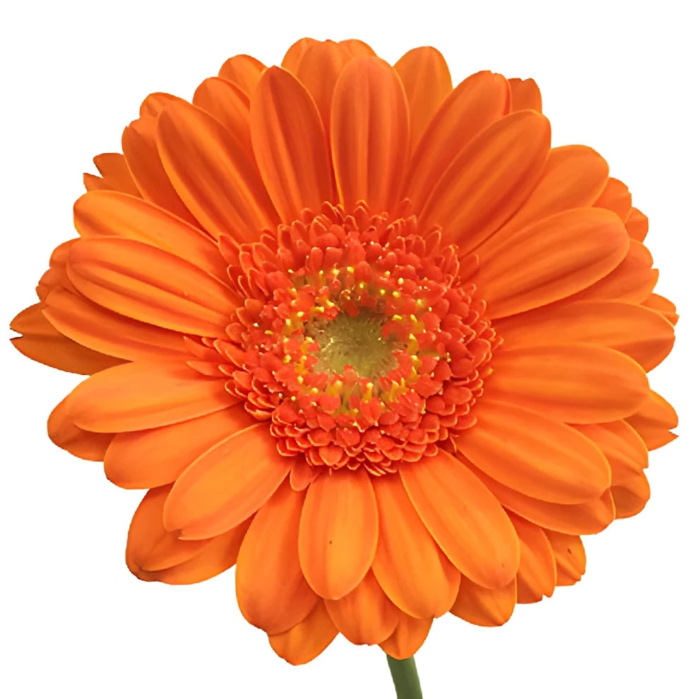 Orange Gerberas Mini - main
