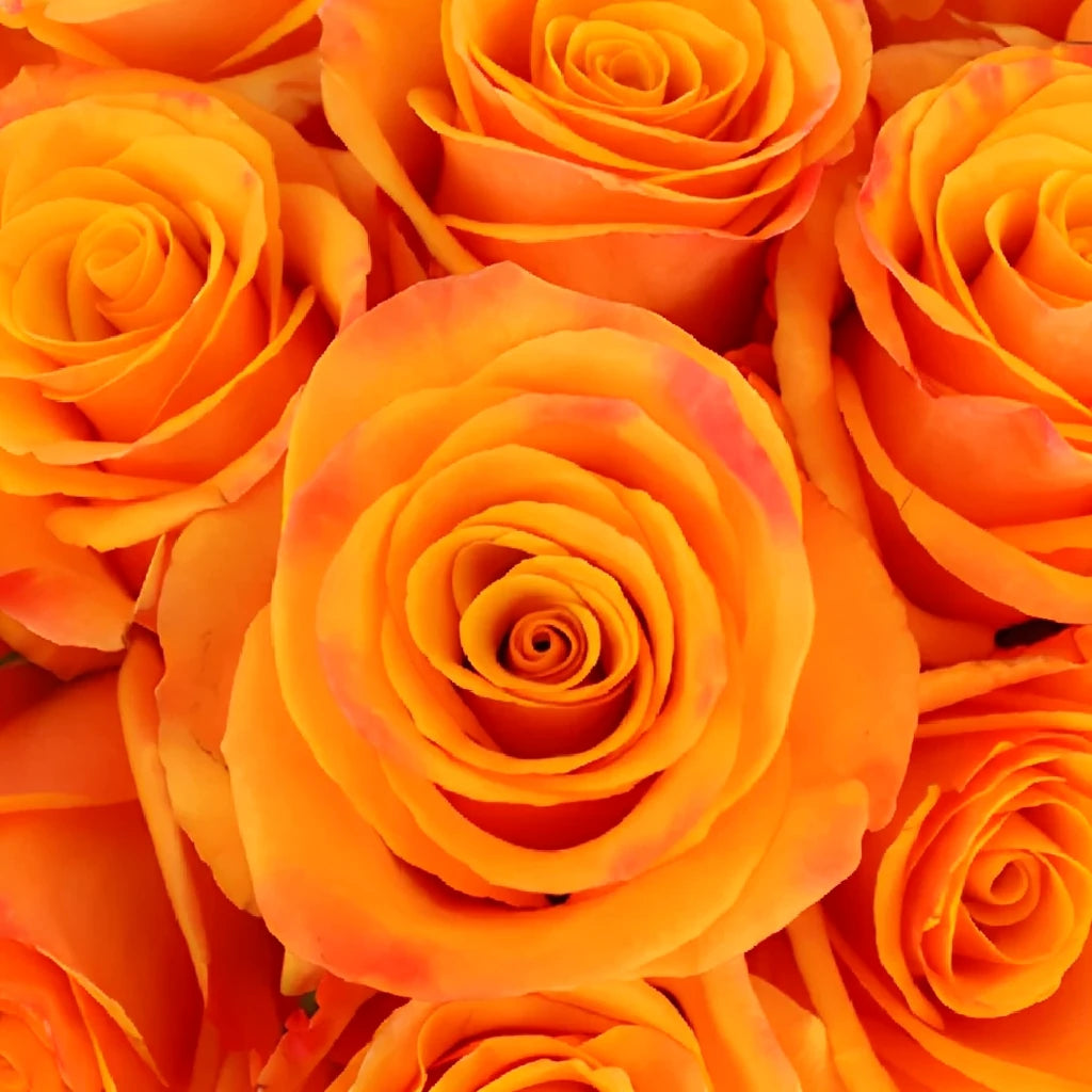 Tycoon Roses Standard - alternative 3