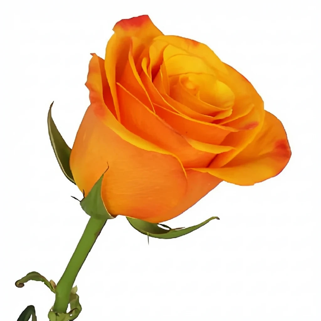 Tycoon Roses Standard - main