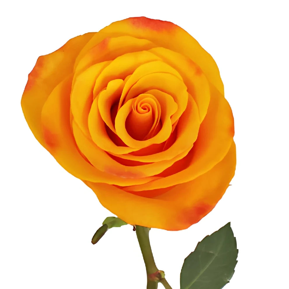 Tycoon Roses Standard - alternative 2