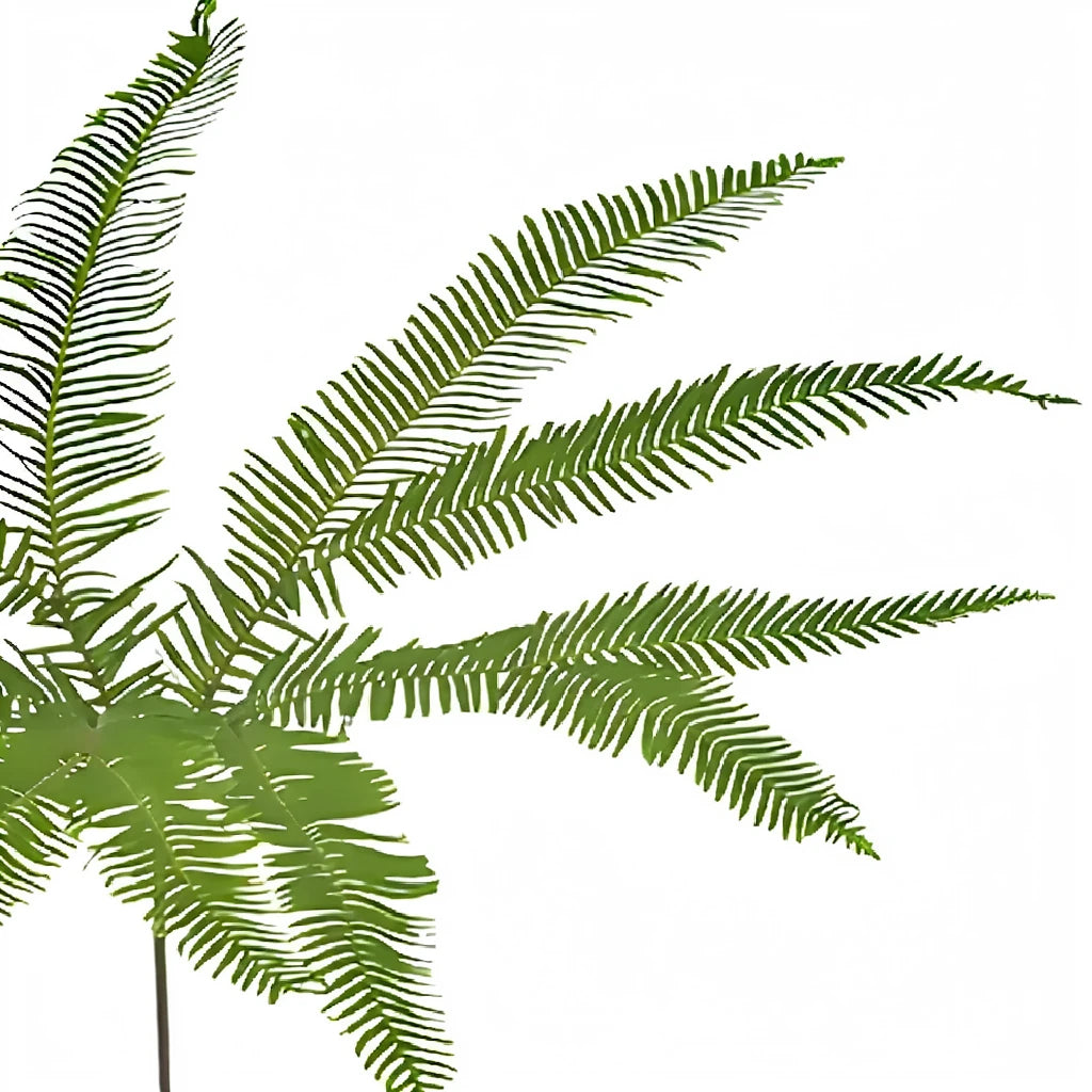 Umbrella Fern Greenery - main