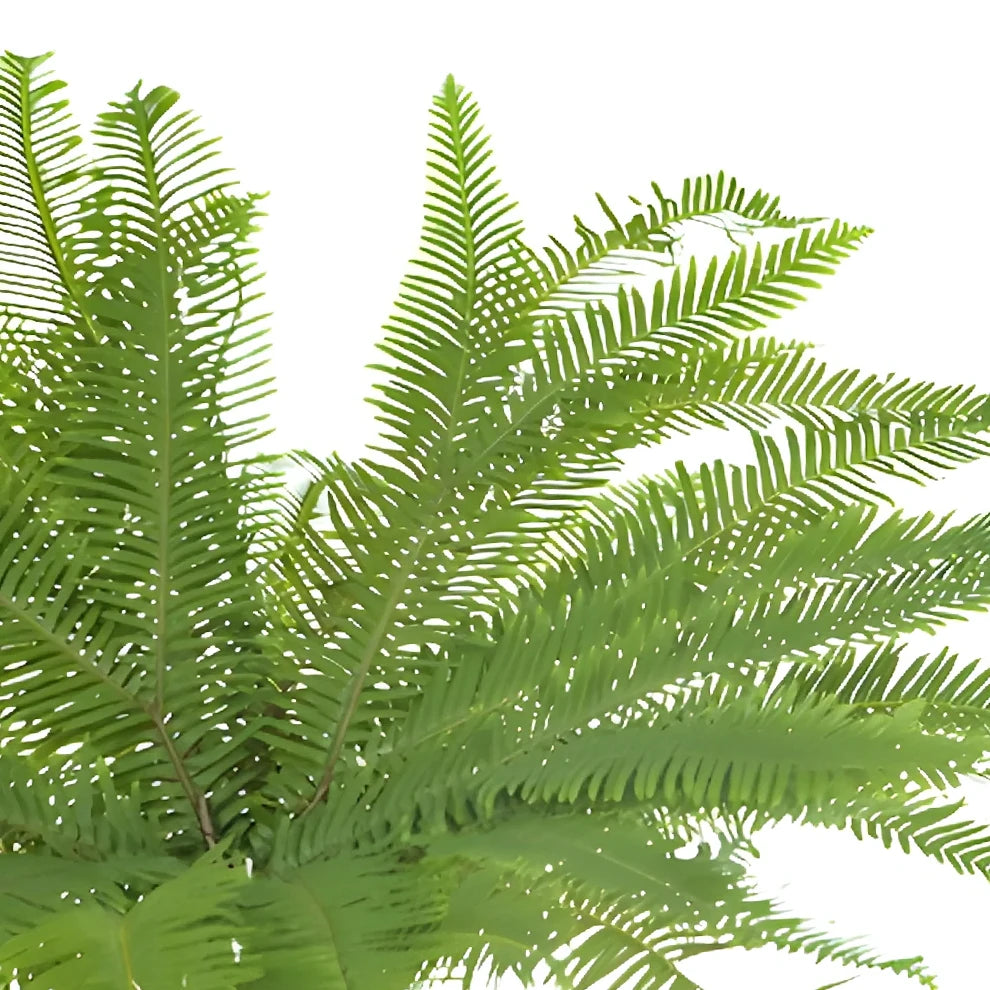 Umbrella Fern Greenery - alternative 2