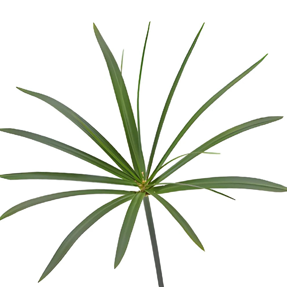 Umbrella Palm Greenery - alternative 3