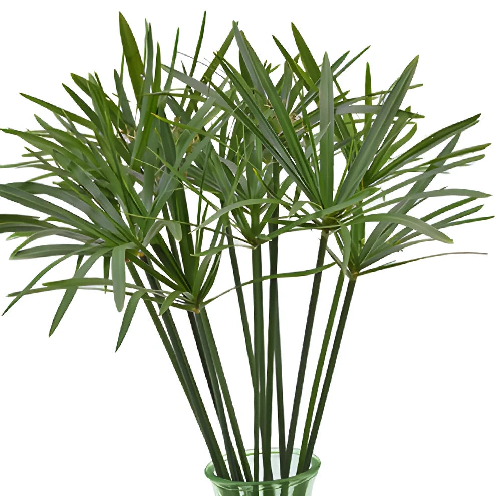 Umbrella Palm Greenery - alternative 1