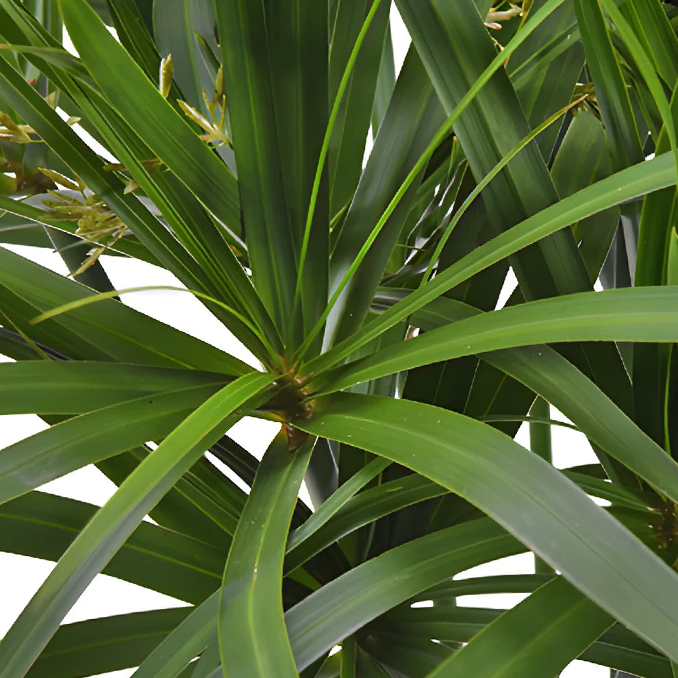 Umbrella Palm Greenery - alternative 2