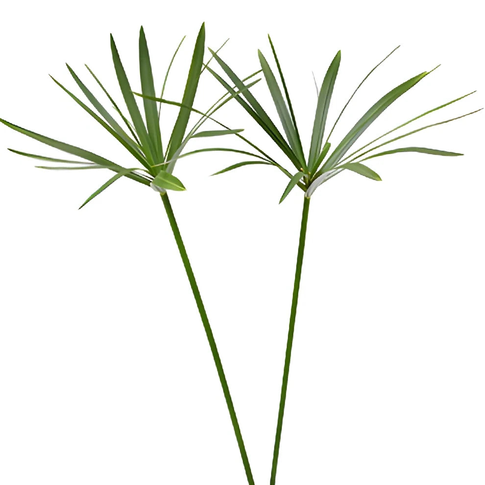 Umbrella Palm Greenery - main
