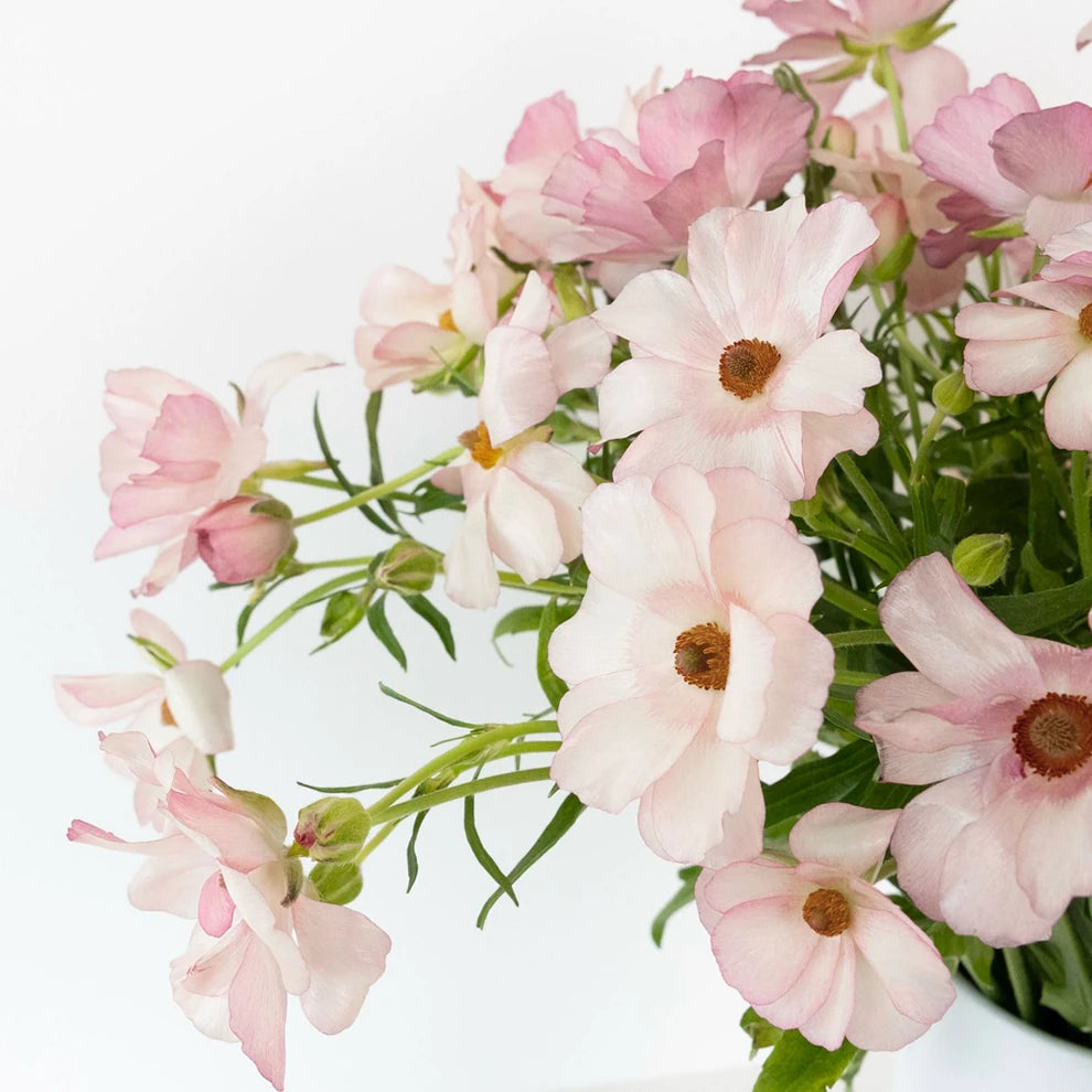 Light Pink Butterfly Ranunculus - Light Pink - alternative 2