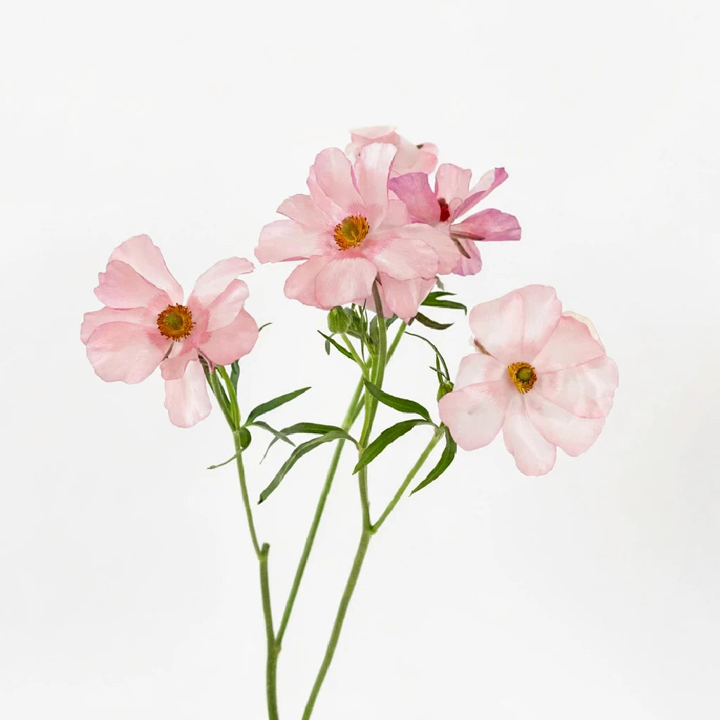 Light Pink Butterfly Ranunculus - Light Pink - main