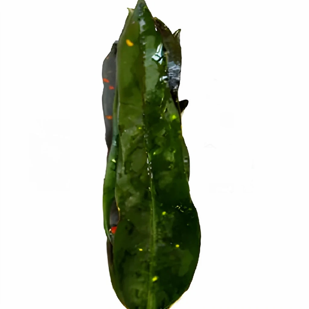 Croto Verde Greenery - alternative 1