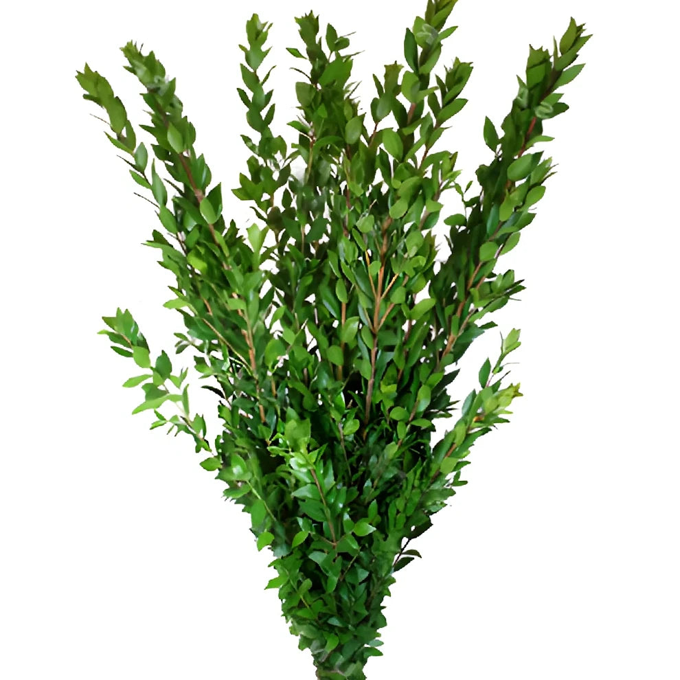 Myrtle Long Greenery - alternative 2