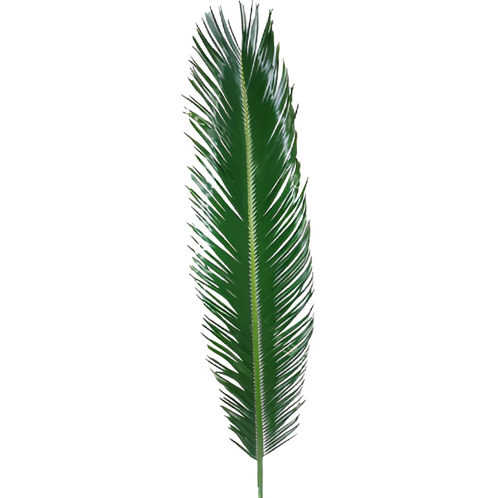 Sago Palm Regular Greenery - main