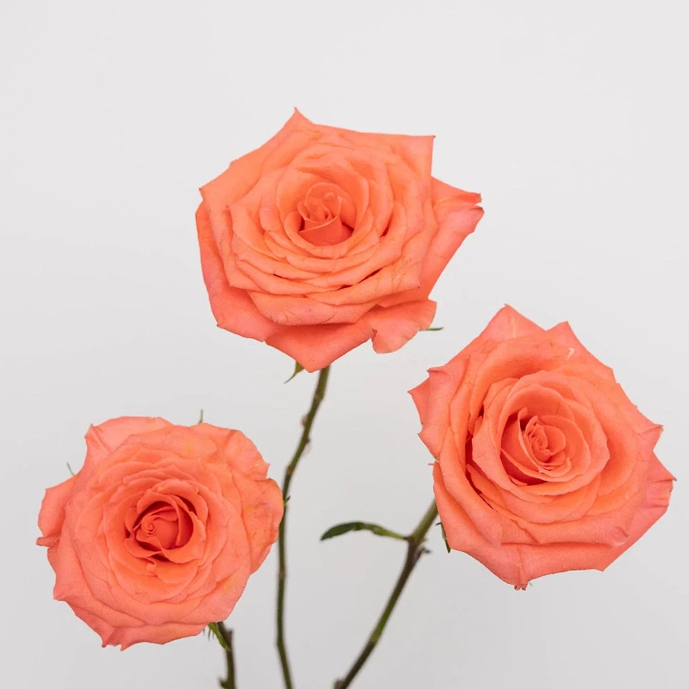 Marlysse Roses Standard - alternative 2
