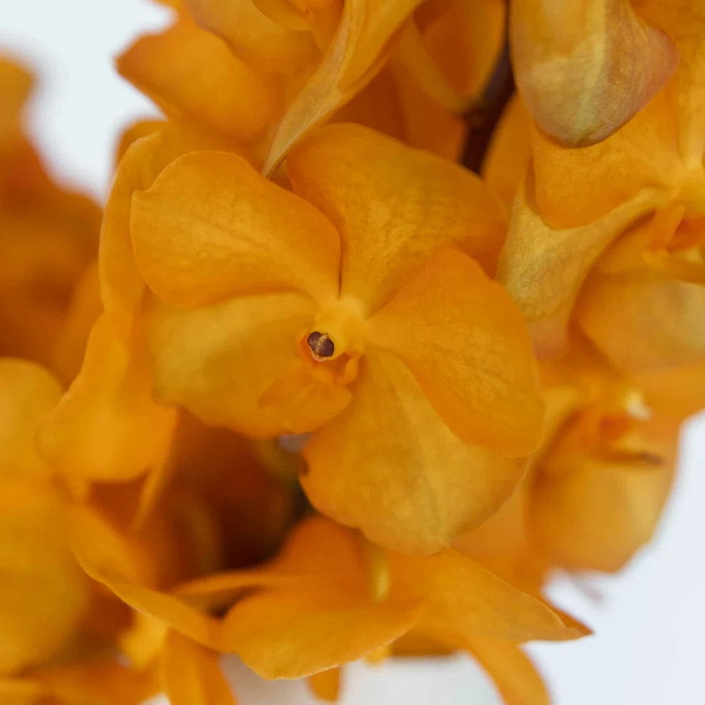 Orange Orchids Vanda - main