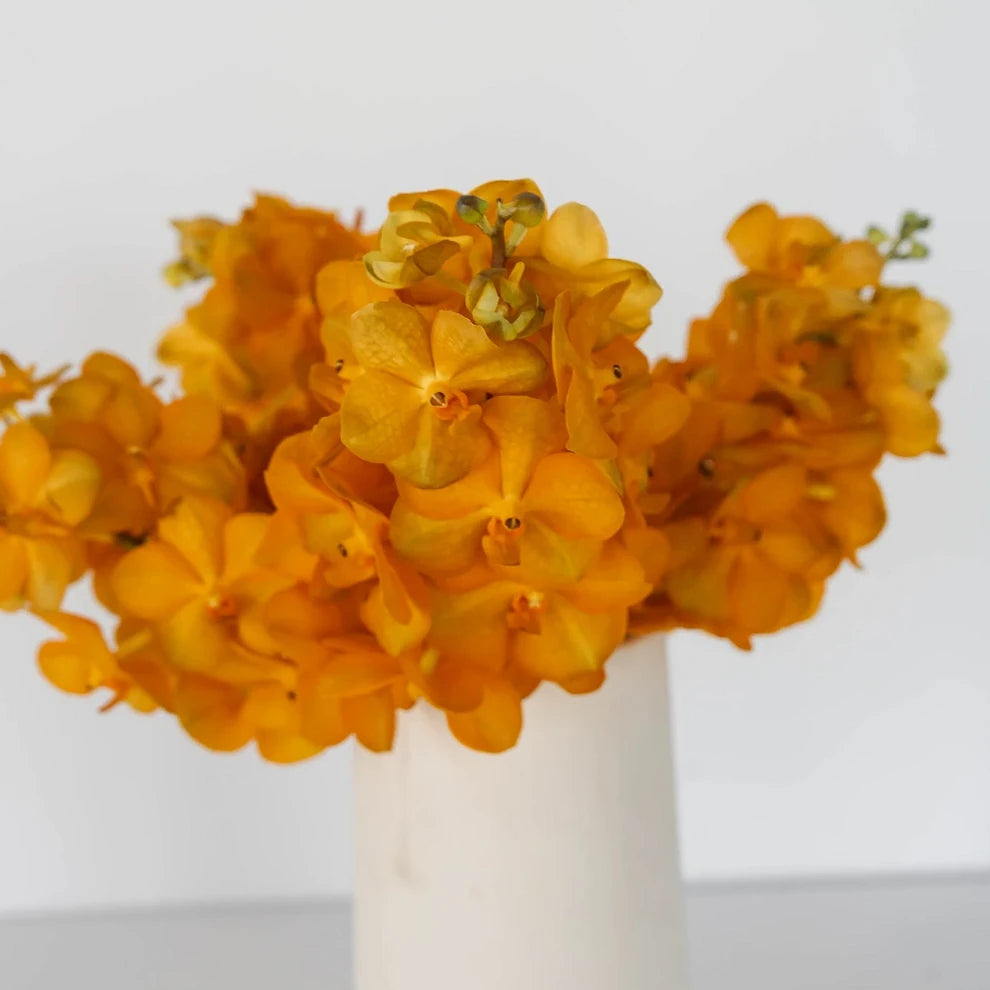 Orange Orchids Vanda - alternative 1
