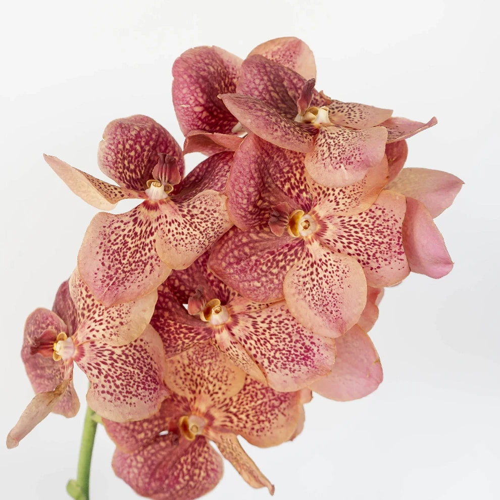 Coral Orchids Vanda - alternative 1