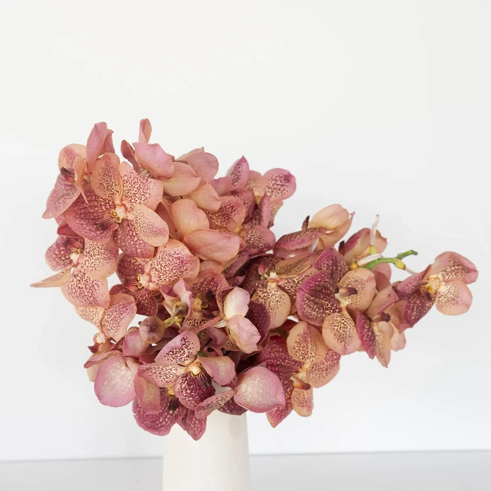 Coral Orchids Vanda - main