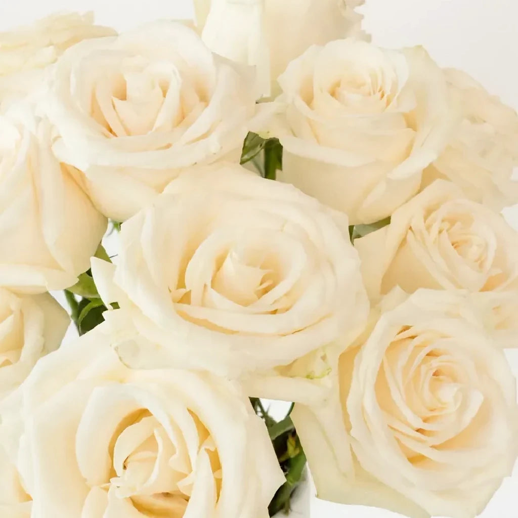 Vendela Roses Standard - alternative 1