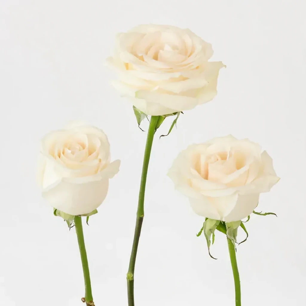 Vendela Roses Standard - main