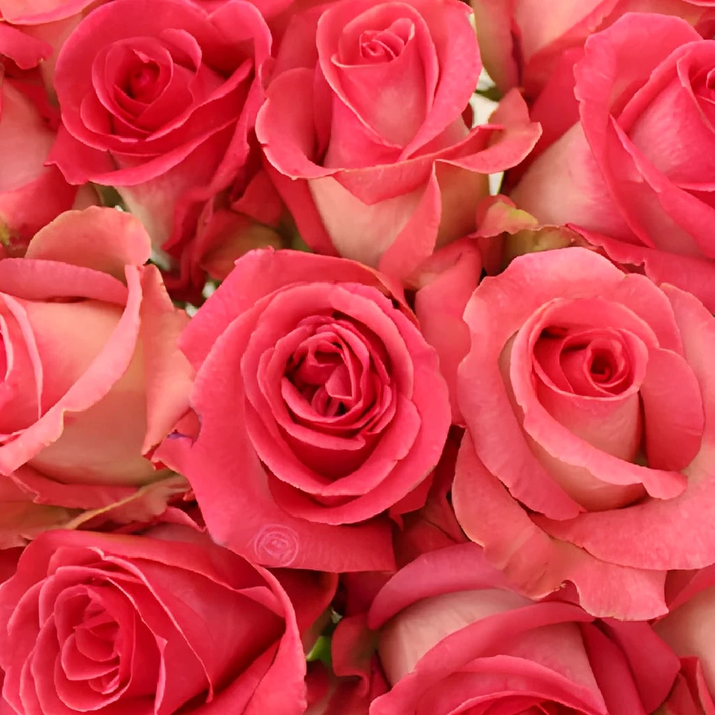 Verdi Roses Standard - alternative 2