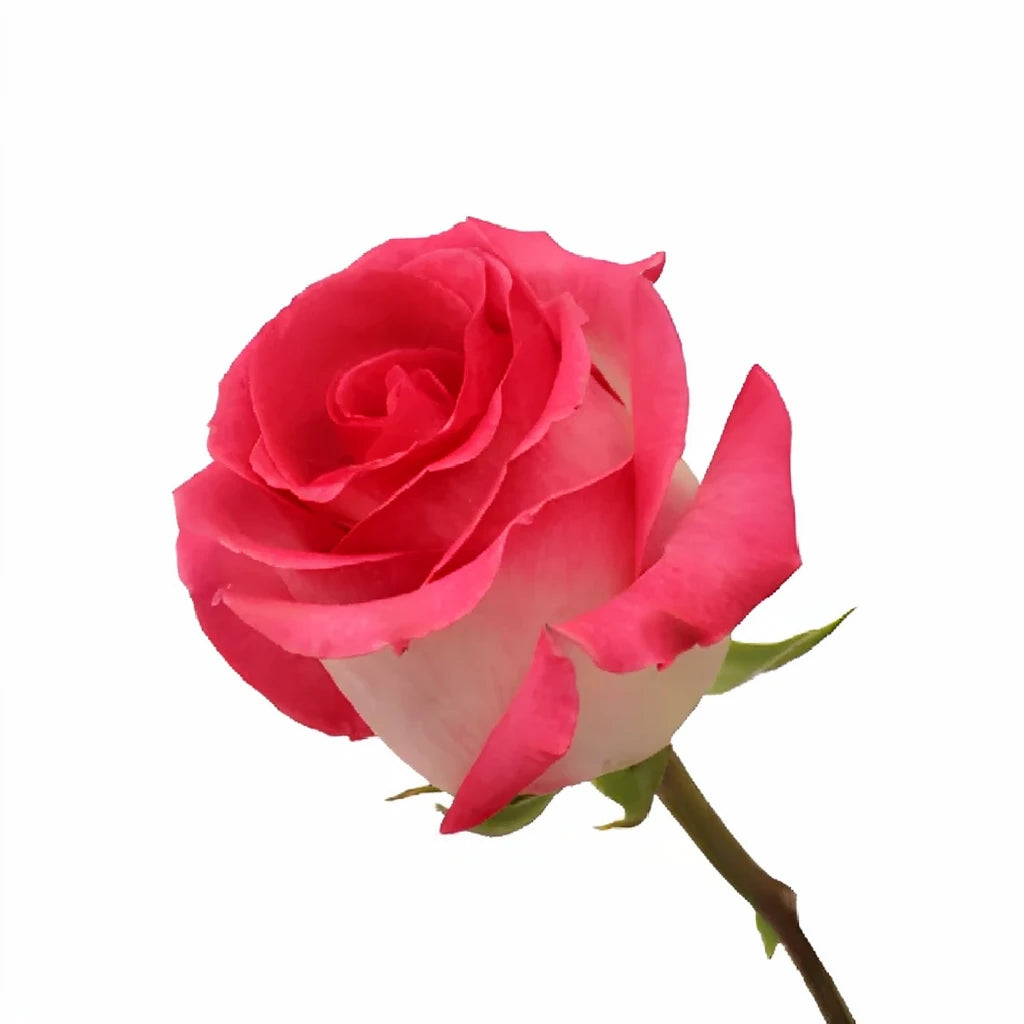 Verdi Roses Standard - main