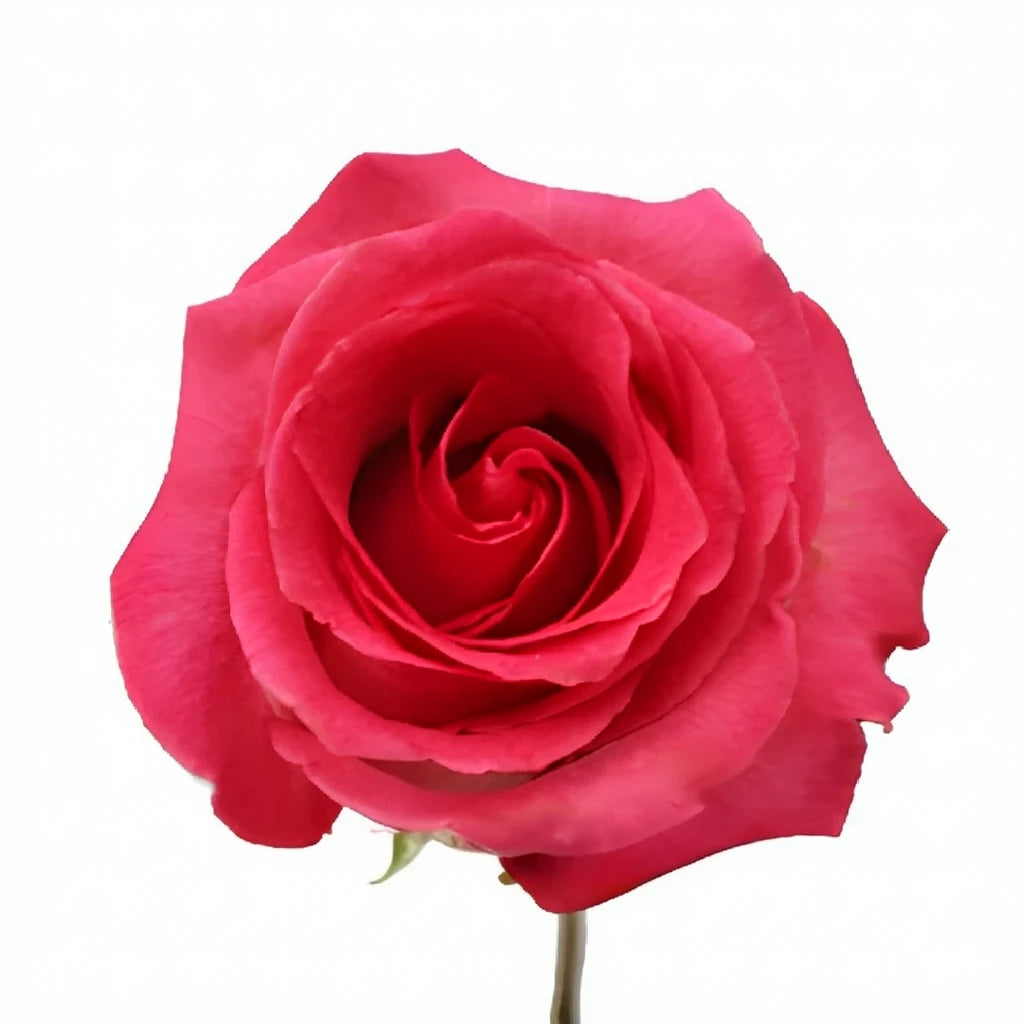 Verdi Roses Standard - alternative 1